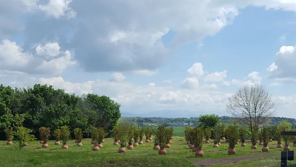 Rows of young trees, each planted in a large terracotta jar, on a mown lawn, with woods and the flat valley beyond under a cloudy sky.