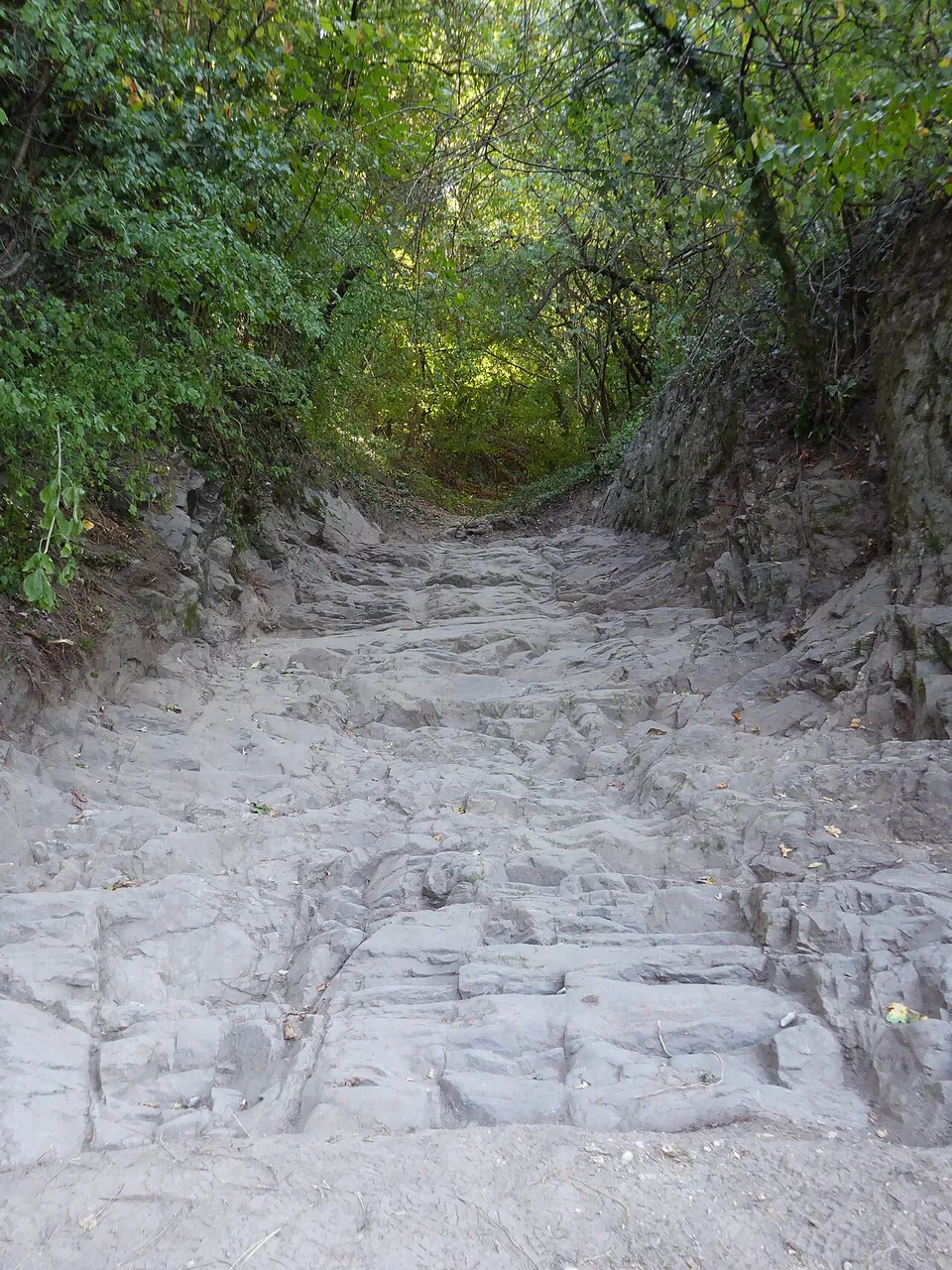 A sunken track of pale worn rock with deep parallel grooves, running between overgrown banks under trees.
