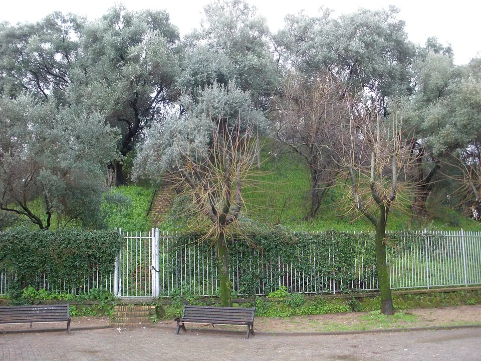 A grassy mound planted with grey-green olive trees rising behind a low white railing and a clipped hedge, with two park benches on the paved path in front.