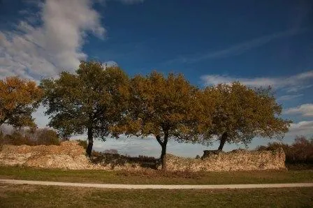 A low stretch of weathered wall running along a grassy track, with a row of oak trees growing on and behind it under a blue sky.