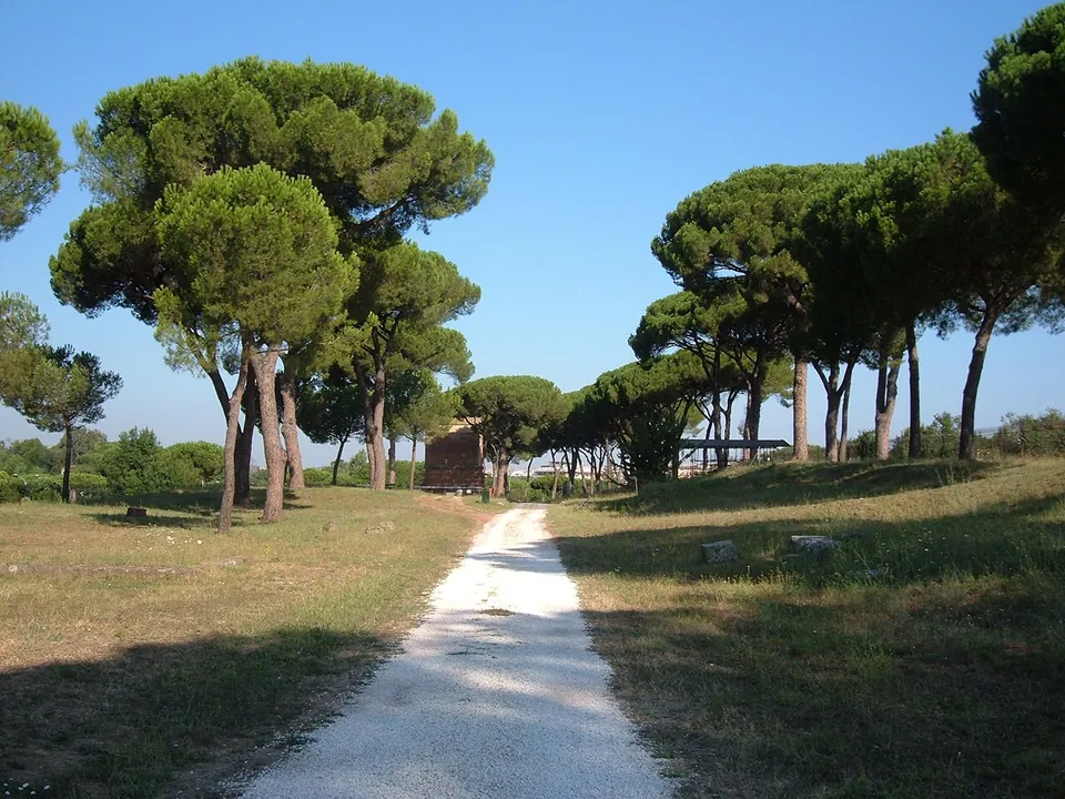 A white gravel path running between stretches of dry grass under tall umbrella pines, with a small brick building far off at the end of the path.