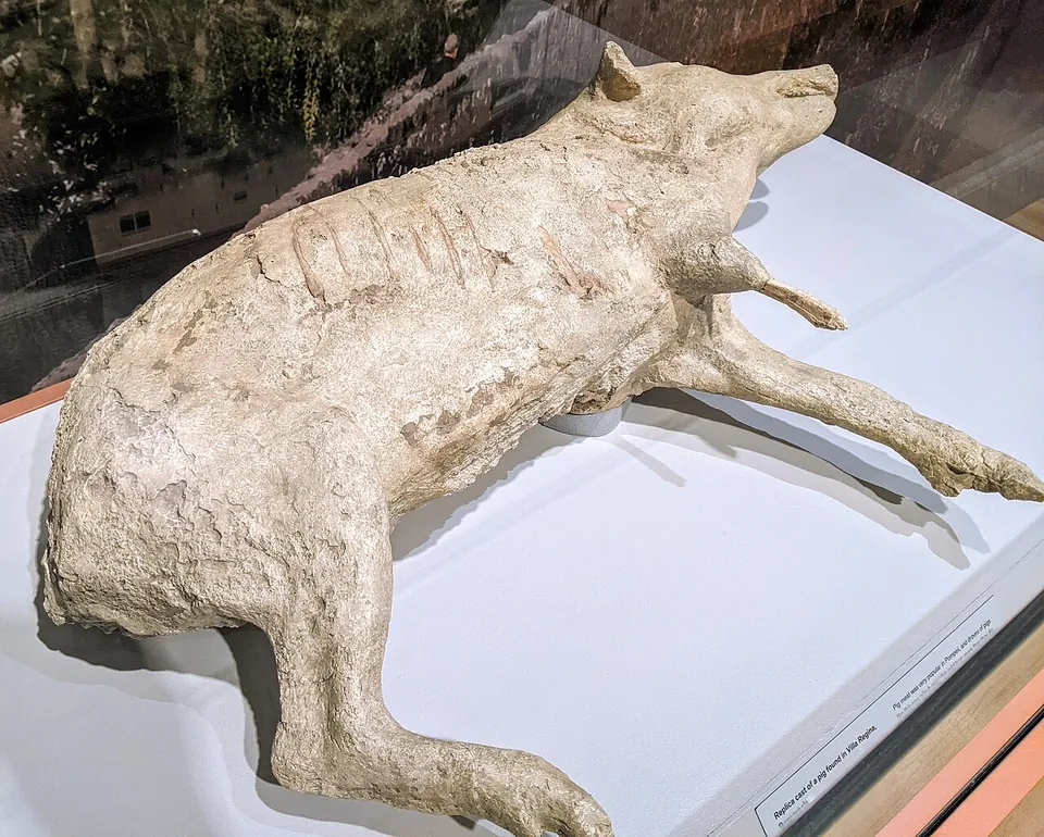 A pale plaster cast of a lean, bristly pig lying on its side with its legs stretched out, displayed on a white plinth.
