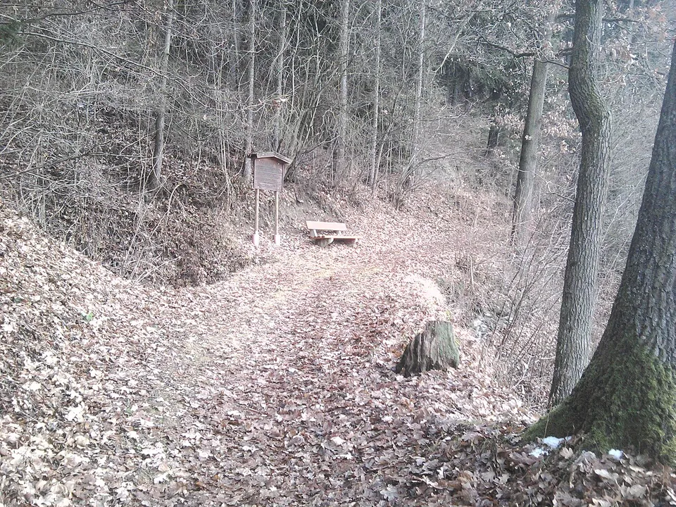 A leaf-covered track running through a bare wood towards a small sign and a bench.