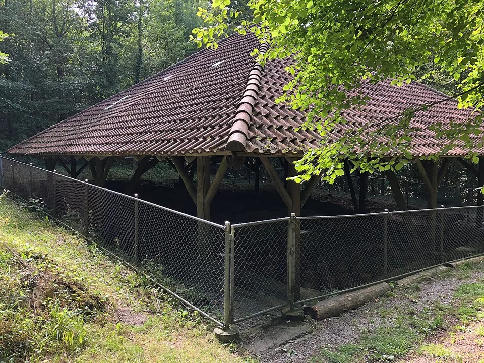 A wide hipped tile roof on timber posts in a wood, surrounded by a wire-mesh fence, with a path running alongside.