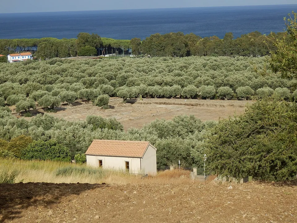 A view from a hillside over rows of olive trees to a broad cleared area of excavations, a small tiled building in the foreground, and the sea on the horizon beyond a belt of pines.